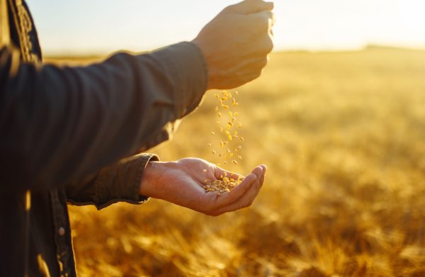 Farmers hands holding a handful of wheat in a wheat feld. 